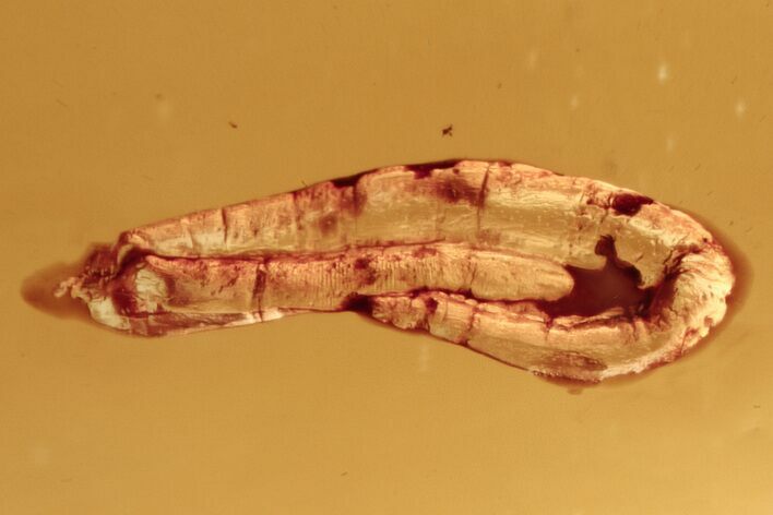 Fossil Fly Larva (Diptera) In Baltic Amber #284575